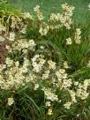 Tritonia gladiolaris