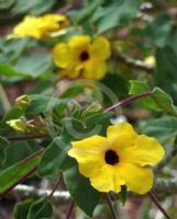 Uncarina grandidieri