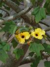 Uncarina grandidieri