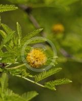 Vachellia farnesiana