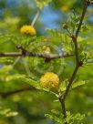 Vachellia farnesiana