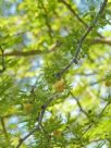 Vachellia farnesiana