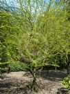 Vachellia farnesiana