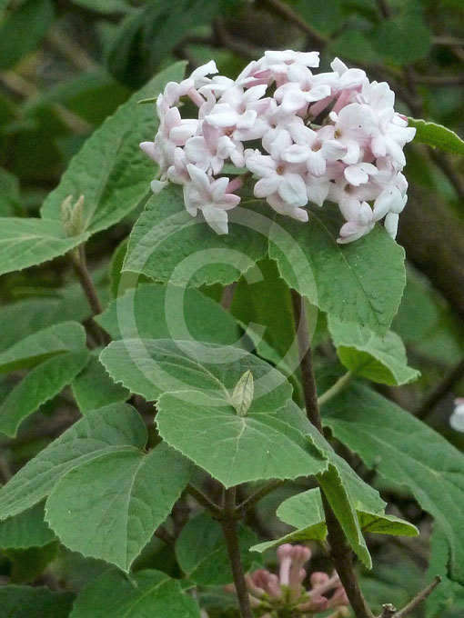 Viburnum Bitchiuense Bitchiu Viburnum Information And Photos 