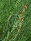 File:Viminaria juncea green stems (8348169293).jpg - Wikimedia Commons