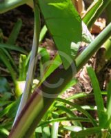 Xanthosoma violaceum