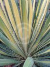 Yucca filamentosa Golden Sword