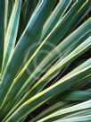 Yucca gloriosa Variegata