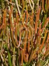 Euphorbia tirucalli Firesticks