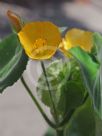 Abutilon grandifolium