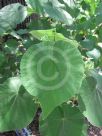 Abutilon grandifolium