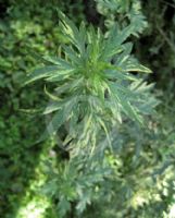 Artemisia vulgaris Variegata
