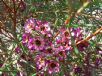 Chamelaucium uncinatum CWA Pink