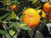 Citrus aurantium myrtifolia Chinotto