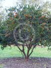 Citrus aurantium myrtifolia Chinotto