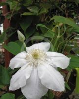 Clematis Mevrouw Le Coultre