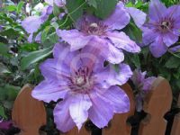 Clematis Lord Nevill
