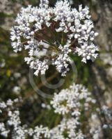 Conospermum ericifolium