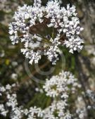 Conospermum ericifolium