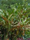 Cordyline fruticosa Kiwi