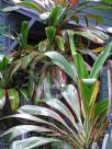 Cordyline fruticosa Kiwi