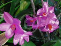 Dendrobium sulawesiense