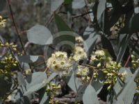 Eucalyptus nubila