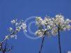 Jacaranda mimosifolia Alba