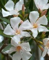 Nerium oleander Souvenir d'August Roger