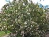 Nerium oleander Souvenir d'August Roger