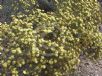 Phebalium squamulosum parvifolium
