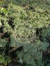 Pieris japonica Variegata