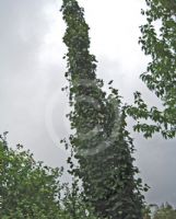 Populus tremula Erecta