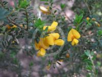 Pultenaea villosa Wallum Gold