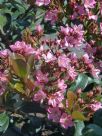 Rhaphiolepis Apple Blossom