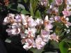 Rhaphiolepis Apple Blossom