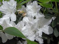 Rhododendron Southern Indica Hybrid Alba Magna
