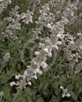 Salvia farinacea alba