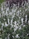 Salvia farinacea alba