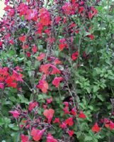 Salvia greggii Navajo Rose