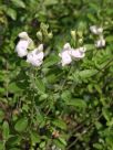 Salvia greggii Alba