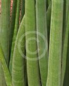 Sansevieria singularis