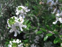 Westringia fruticosa Zena