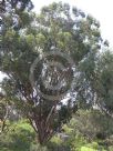Eucalyptus campanulata