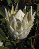Protea cynaroides King White