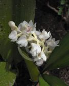 Calanthe baliensis