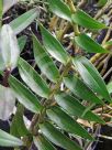 Dendrobium fimbriatum