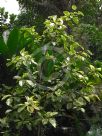 Ficus benghalensis Variegata