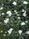 Catharanthus roseus Albus Group