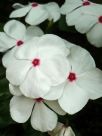 Catharanthus roseus Ocellatus Group